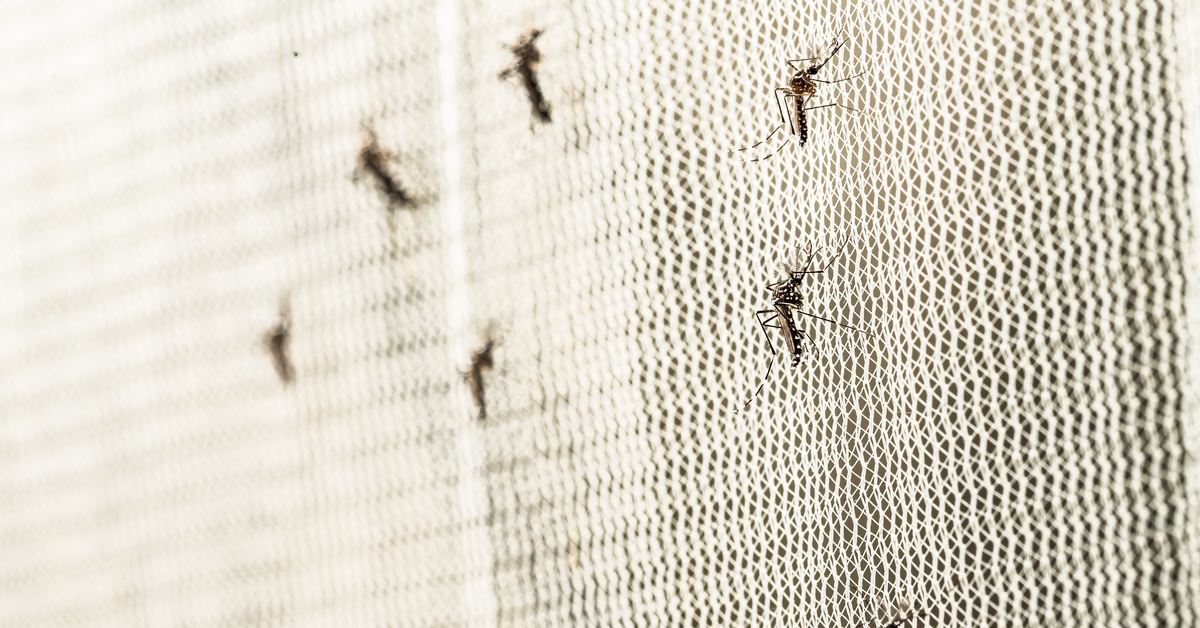 ‘Batı Nil virüsü’ uyarısı; Sivrisinek üreme alanları yok edilmeli