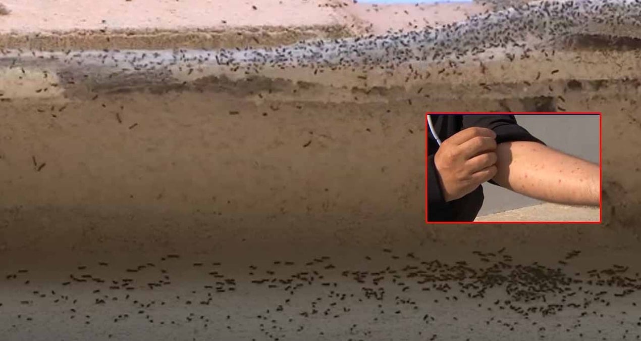 Fransa’da köylüler evlerini terk ediyor! Her yere yayıldı, yaşamak imkansız